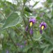 Morelle douce-amère (Solanum dulcamara)